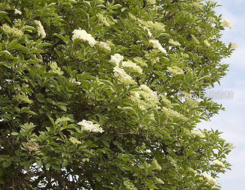 普通接骨木(sambuus nigra)开花